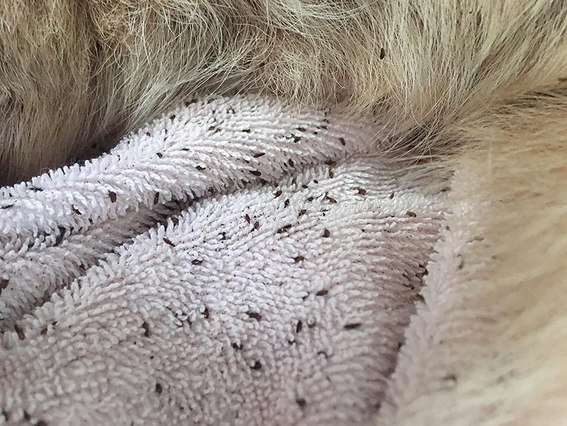 can bad flea infestation cause dogs to lose their fur