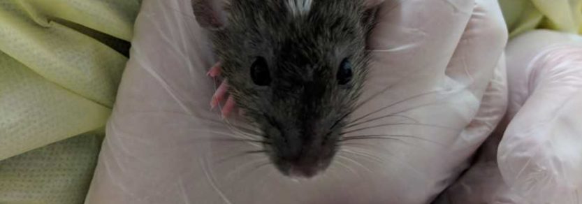 One of dozens of rats who have come into Victoria SPCA care in November 2018.