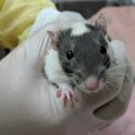 One of dozens of rats brought to the Victoria SPCA in November of 2018.