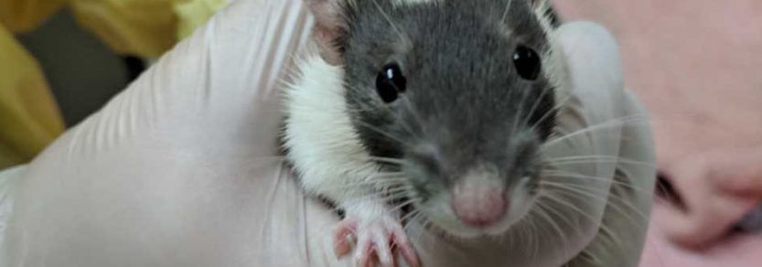 One of dozens of rats brought to the Victoria SPCA in November of 2018. 