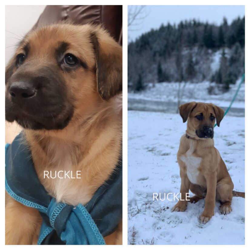 ruckle before after
