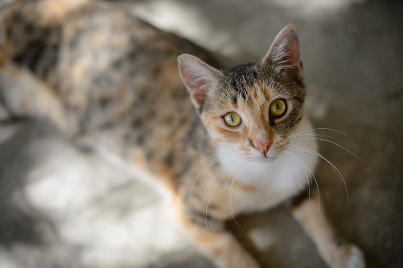 Cat Communication  SPCA of Northern Nevada