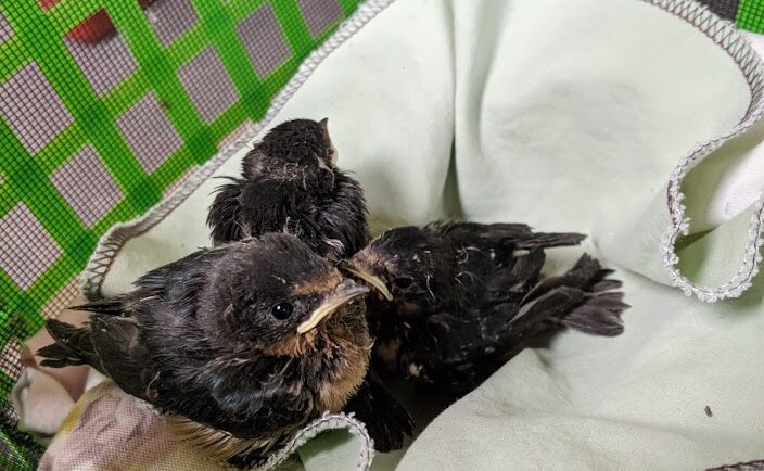 barn swallows wild arc