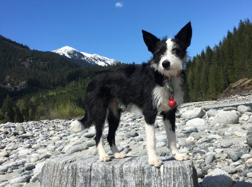 terrier dog on station