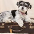 dog on suitcase