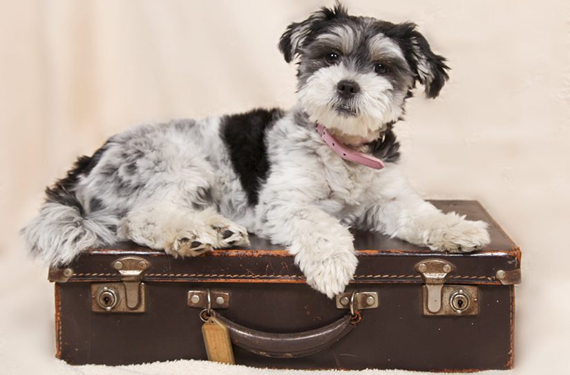 dog on suitcase