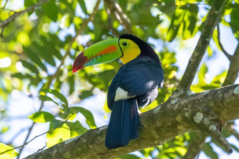toucan tree profile