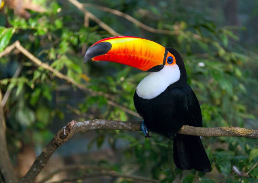 toucan