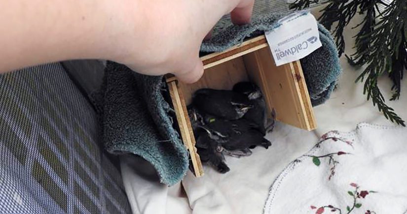 nestlings inside a hidey house