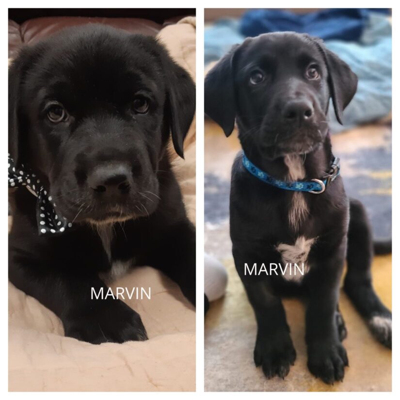 marvin before after