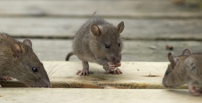 Got rats? SPCA says deal with them humanely, use next generation rat trap