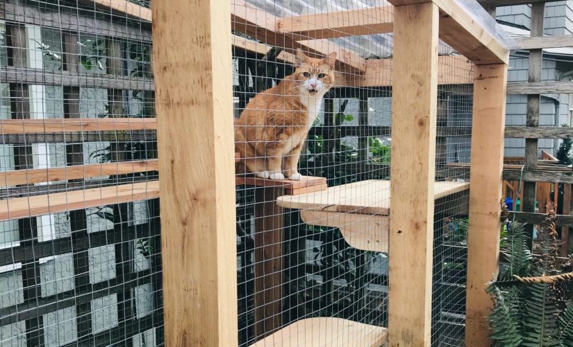 orange cat in catio