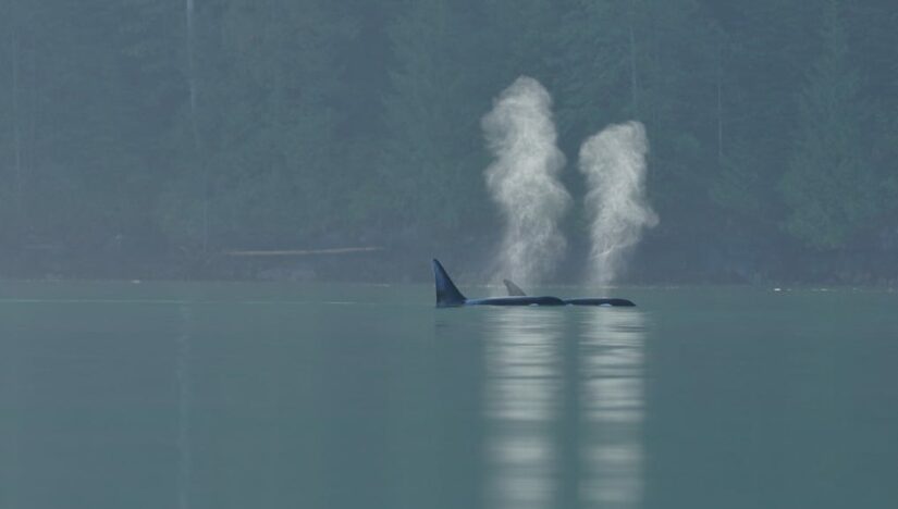 Wild orca swimming in ocean above water breathing