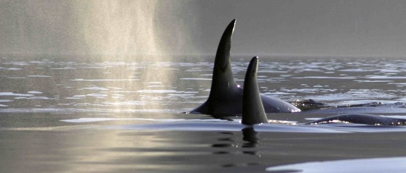 Wild orcas with dorsal fins out of water swimming on foggy day