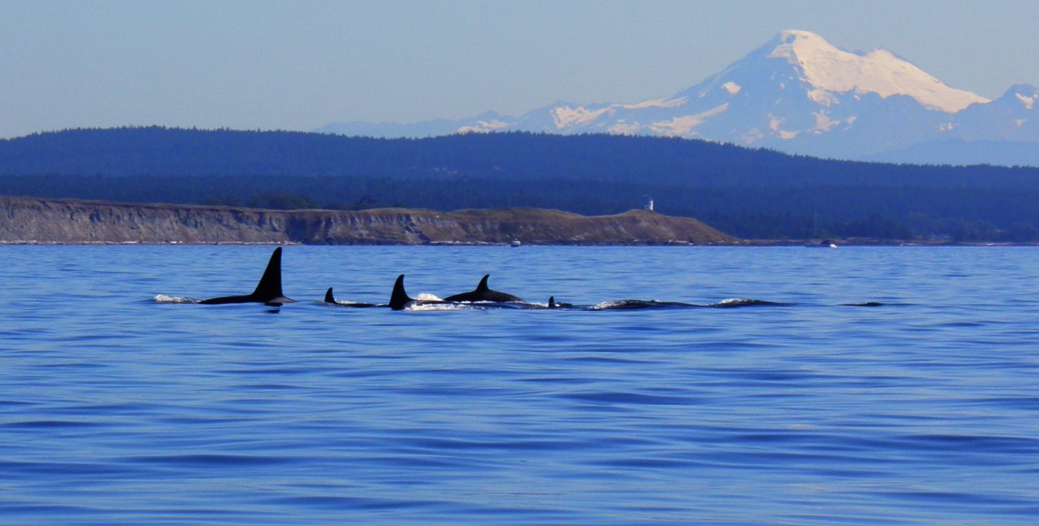 Wild orcas swimming in ocean with dorsal fins showing with mountain background