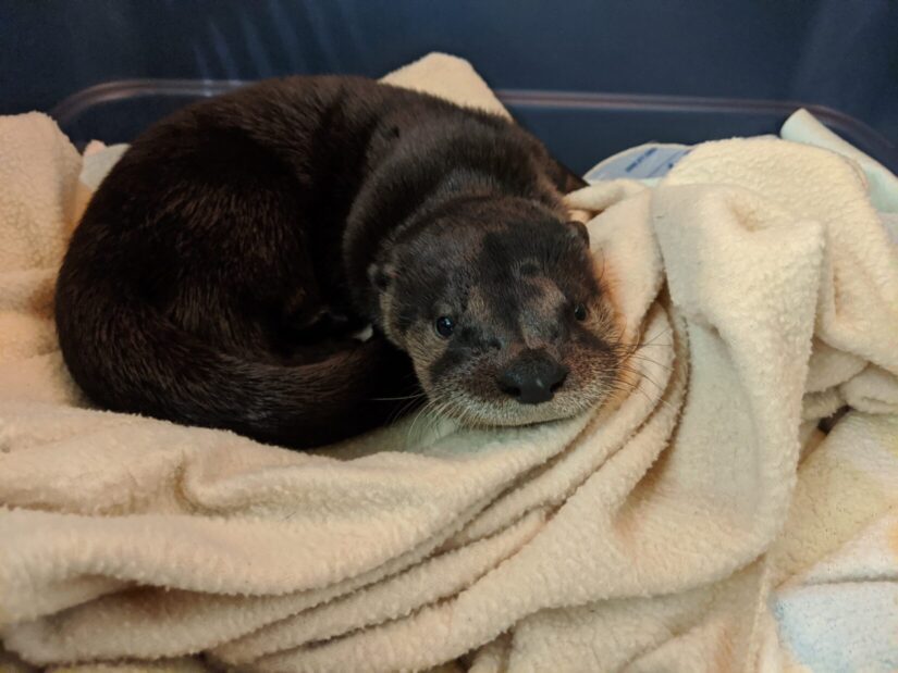 baby otter in kennel