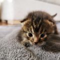 orphaned kitten