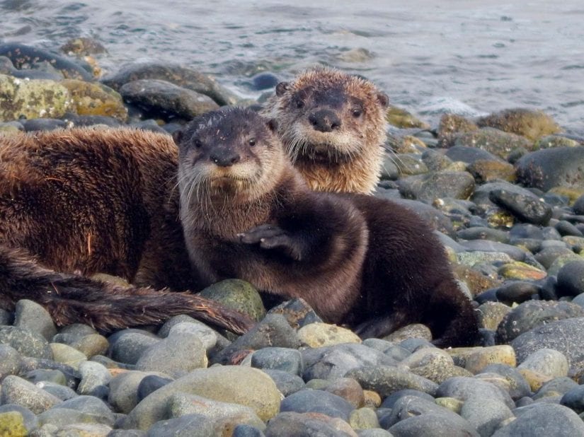 Wild otters on a rocky beach