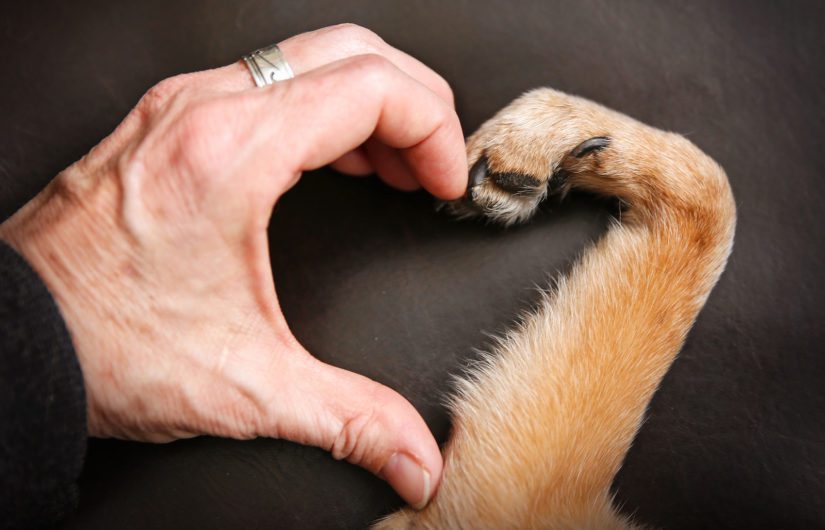 a person and a dog making a heart shape with the hand and paw