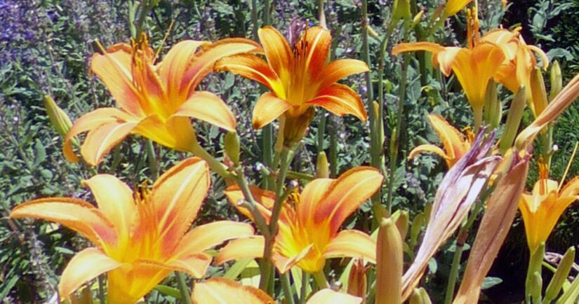 are daylilies poisonous to dogs