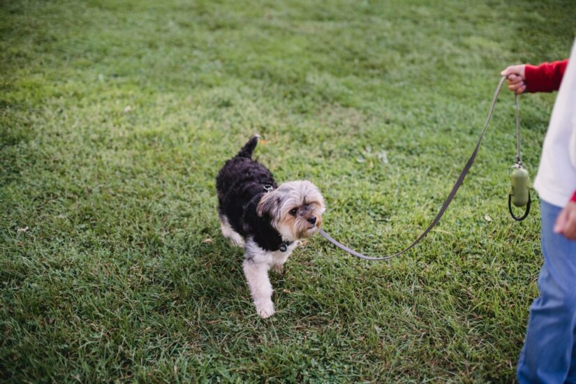 how do you treat a dog burn on a leash