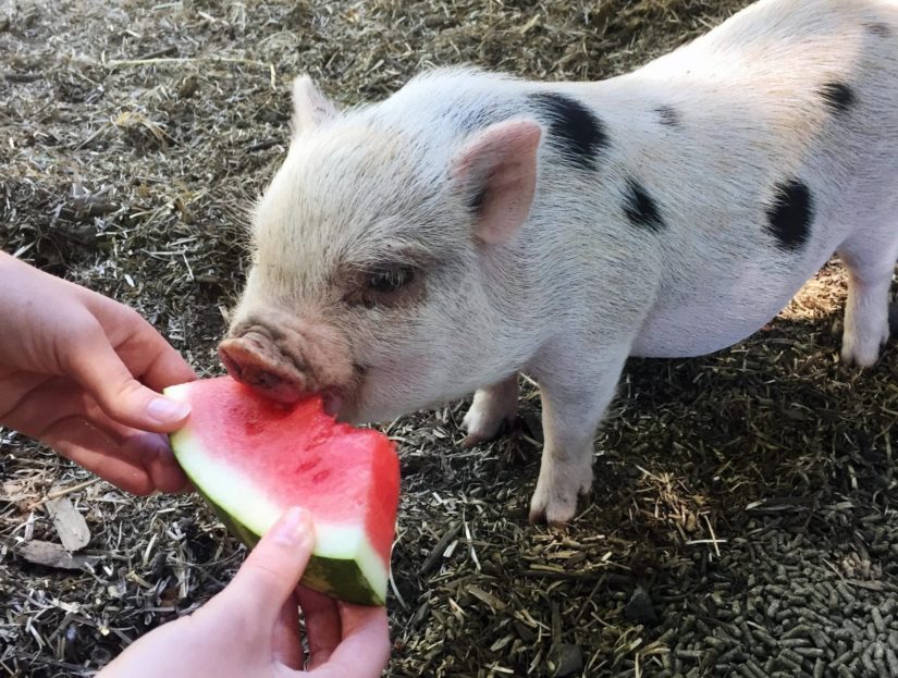 do mini pigs and dogs get along