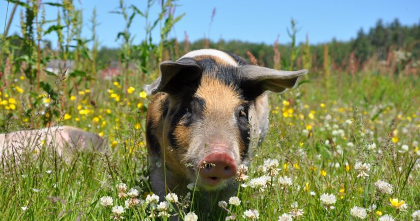 Pig outside in a field with grass and flowers