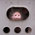 Pig looking out from inside a transport truck