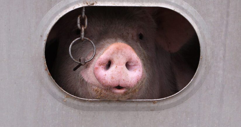 Pig looking out from inside a transport truck