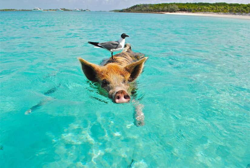 Pig swimming in ocean