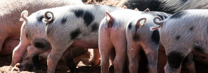 Pig tails tell happy tales - BC SPCA