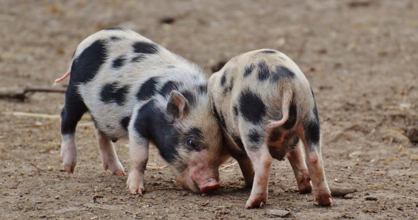 Two piglets playing on farm