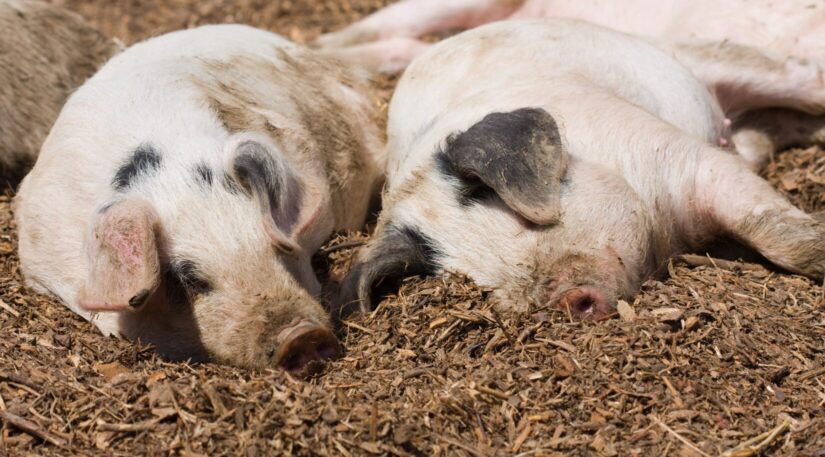 Two pigs outside happily resting in the dirt