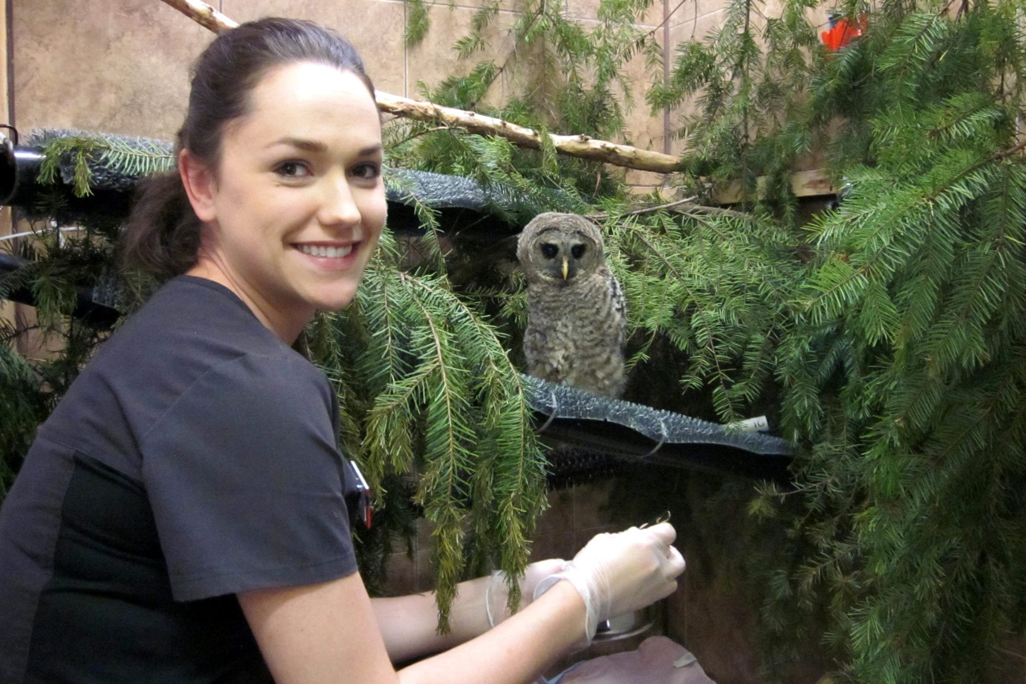 Practicum student at Wild ARC feeding barred owl chick
