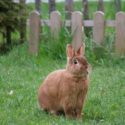 BC SPCA Rabbit