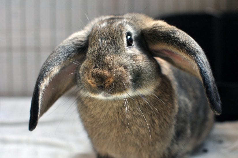 Why Rabbits are good pets for you