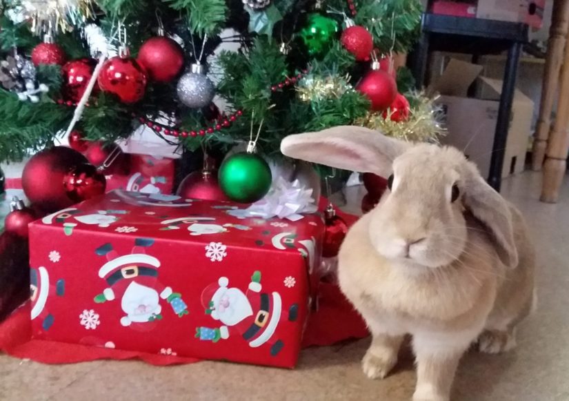 Rabbit sitting by the Christmas Tree BC SPCA 