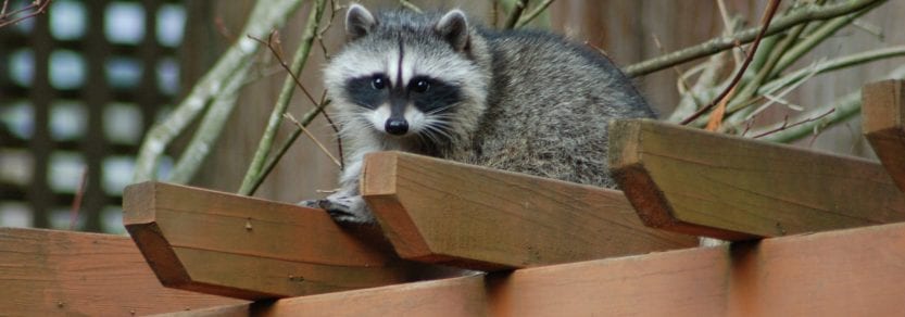 Baby raccoon on garden roof