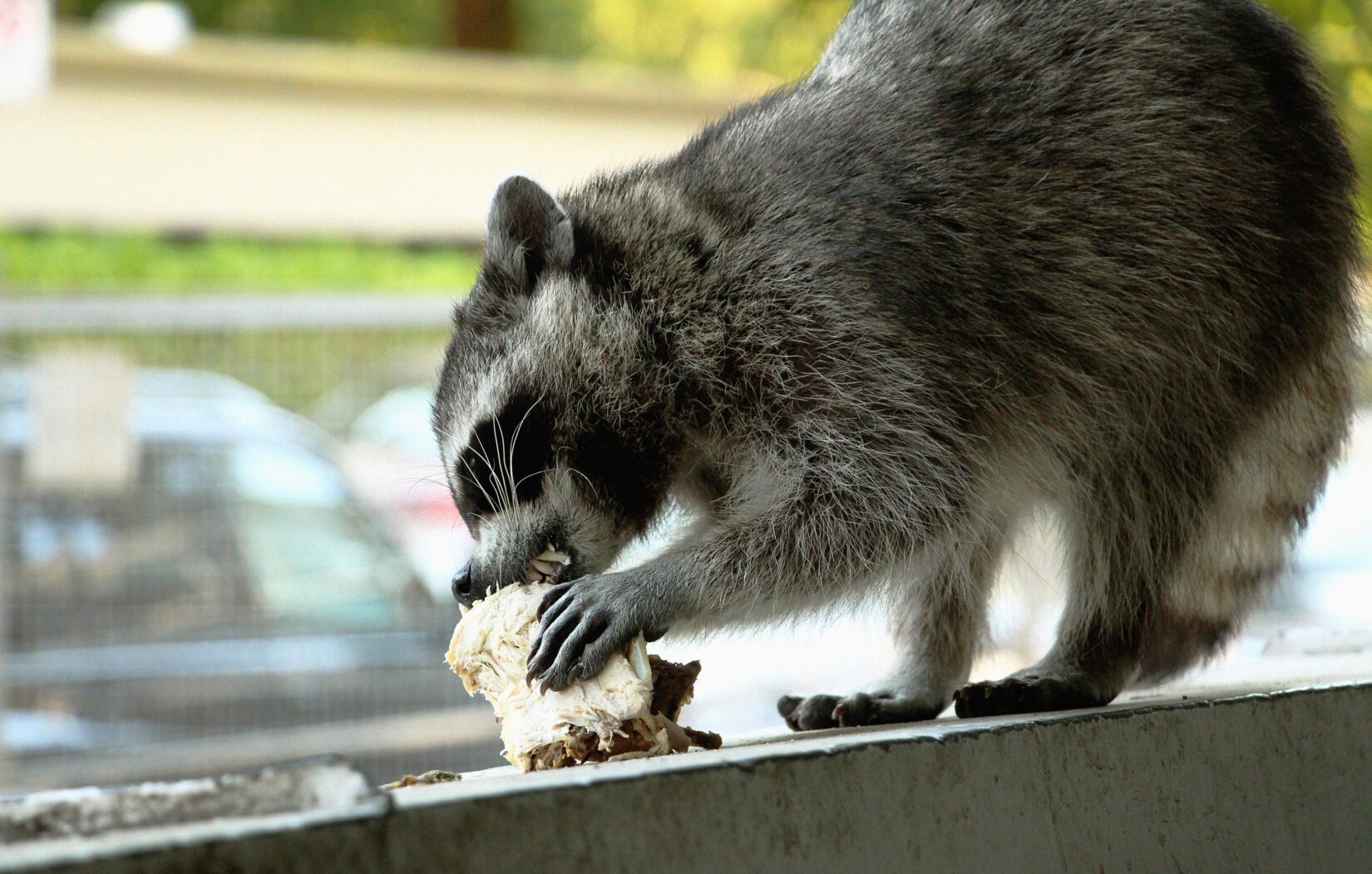 Raccoon eating discarded chicken