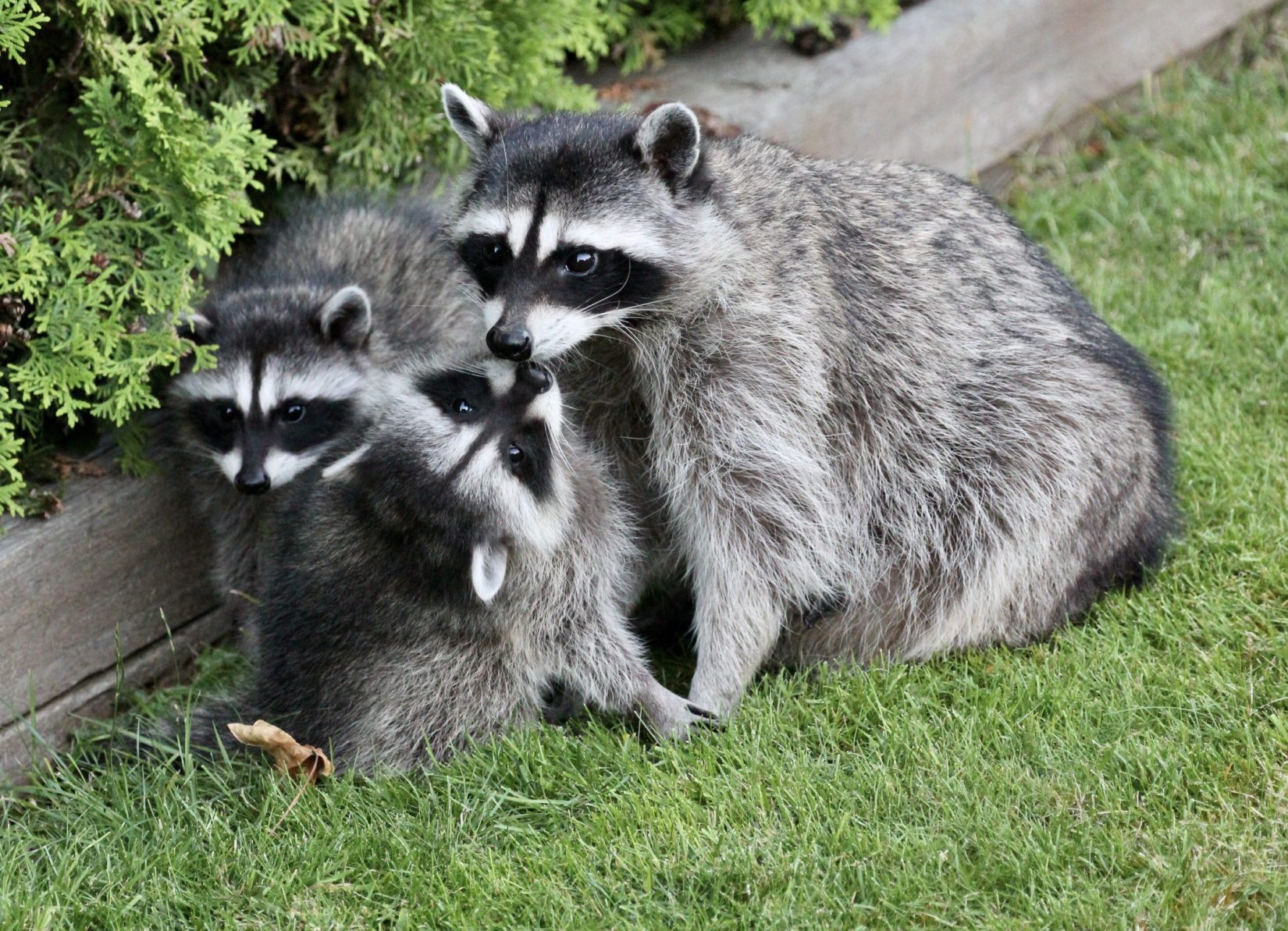 Raccoon mom with two young kits in grass