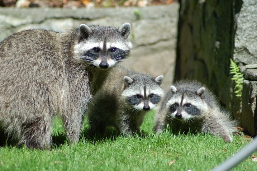 Wild raccoon family with parent and and two kits on grass in backyard