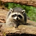 Raccoon laying on a tree trunk