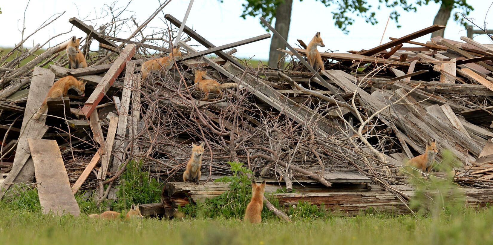 Red foxes in wood pile