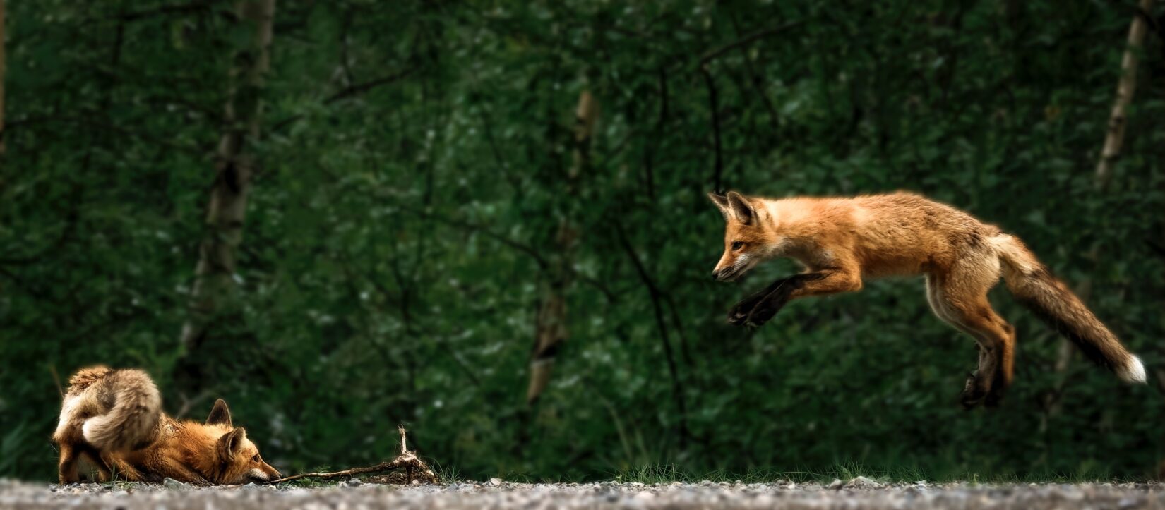 Red foxes playing and pouncing