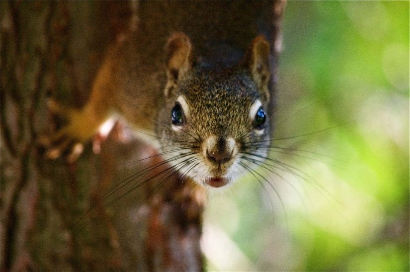 Close up eye contact shot of wild red squirrel claiming down tree