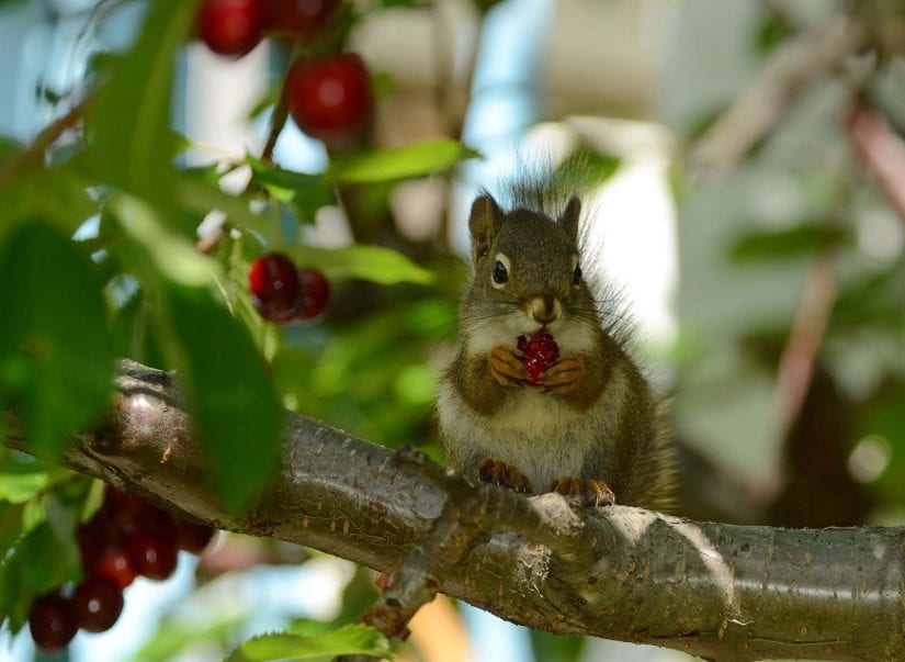 Wild red squirrel eating red berry on a tree branch