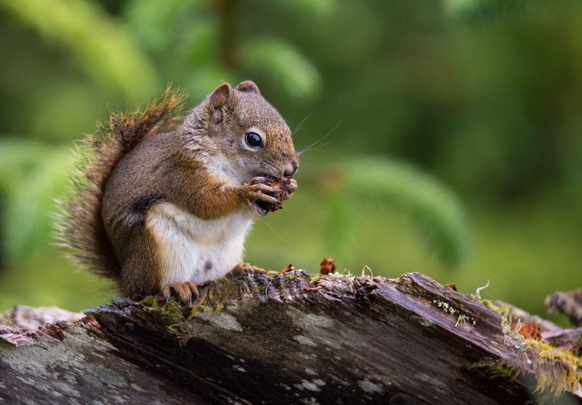 Red squirrel chewing pinecone on branch