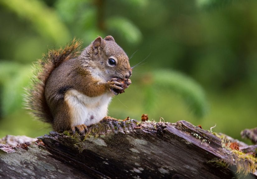 red squirrel vs grey squirrel