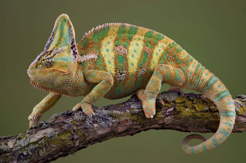 Veiled Chameleons- A Beautiful Exotic Pet - 2 Paws Up Inc.