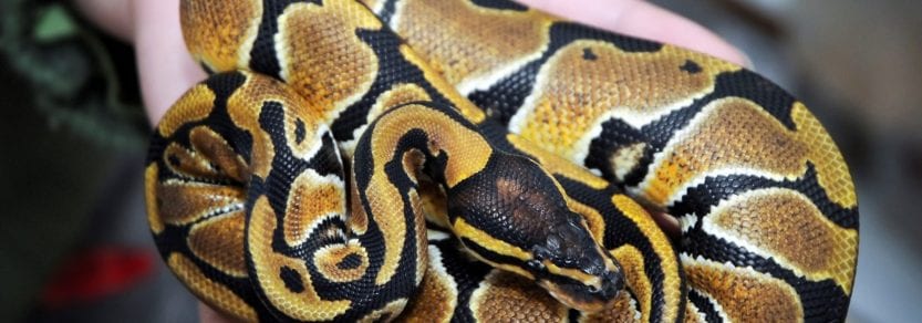 5 reasons to care about the exotic pet trade - BC SPCA